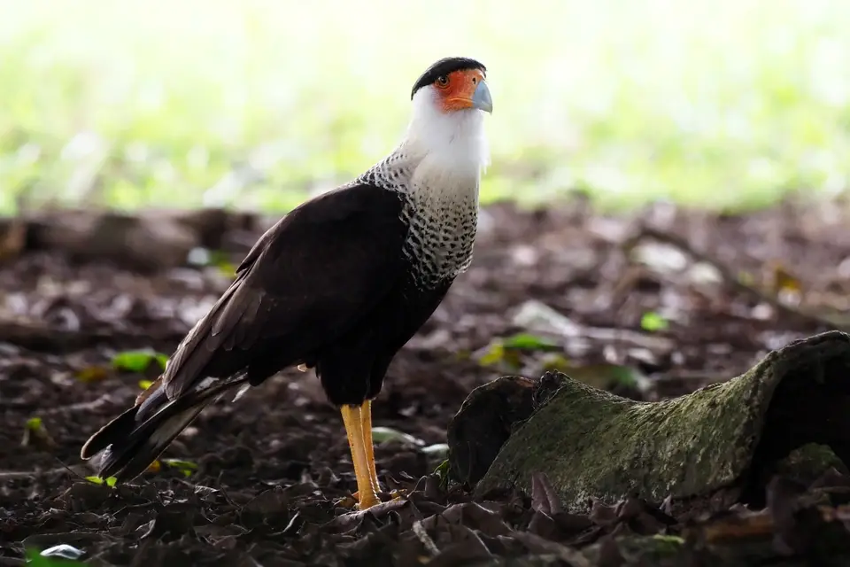 029CostaRicaDez2021zumCorcovadoNPaufOsa-Halbinsel-crestedcaracaraCaracara.JPG