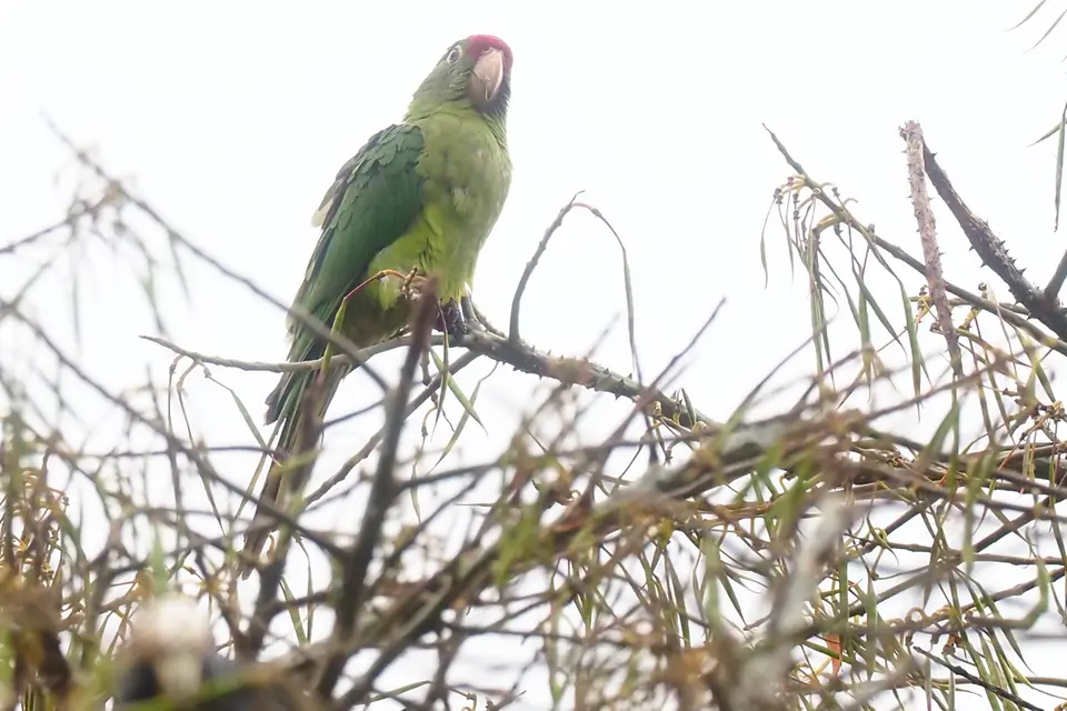 033CostaRicaDez2021Orosi-TalCasonadelCafetal-crimson-frontedparakeet.JPG