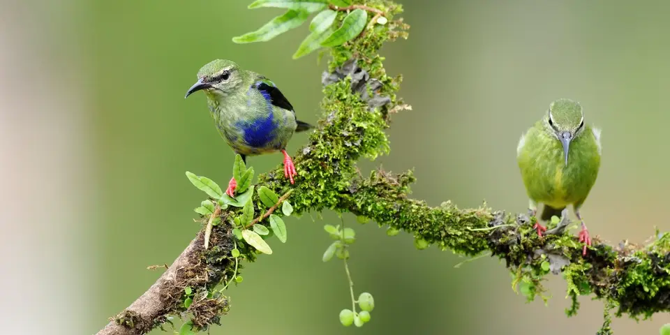 036CostaRicaNov2021BocaTapadaLagunadelLargatoLodge-red-leggedhoneycreeperjuvTürkisnaschvogel.JPG