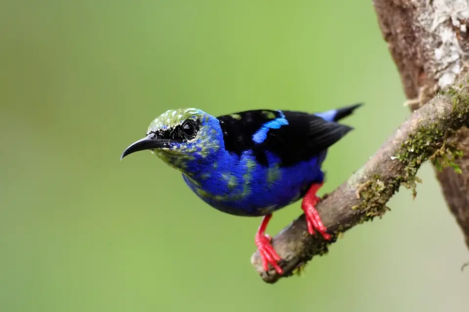 038CostaRicaNov2021BocaTapadaLagunadelLargatoLodge-red-leggedhoneycreeperjuvTürkisnaschvogel-2.JPG