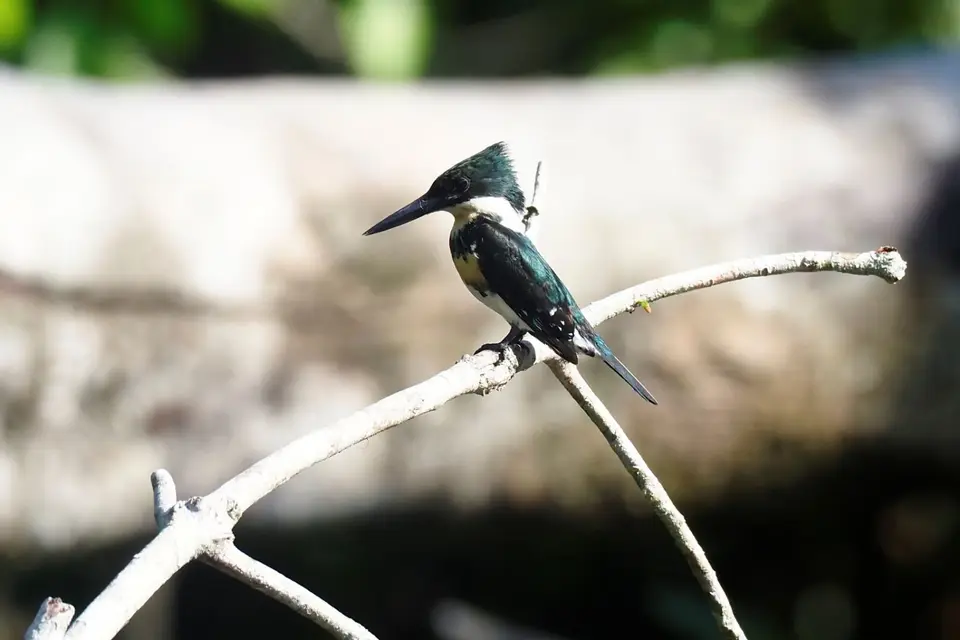 038EcuadorNov2023-YasuniNP-GreenKingfisher.JPG