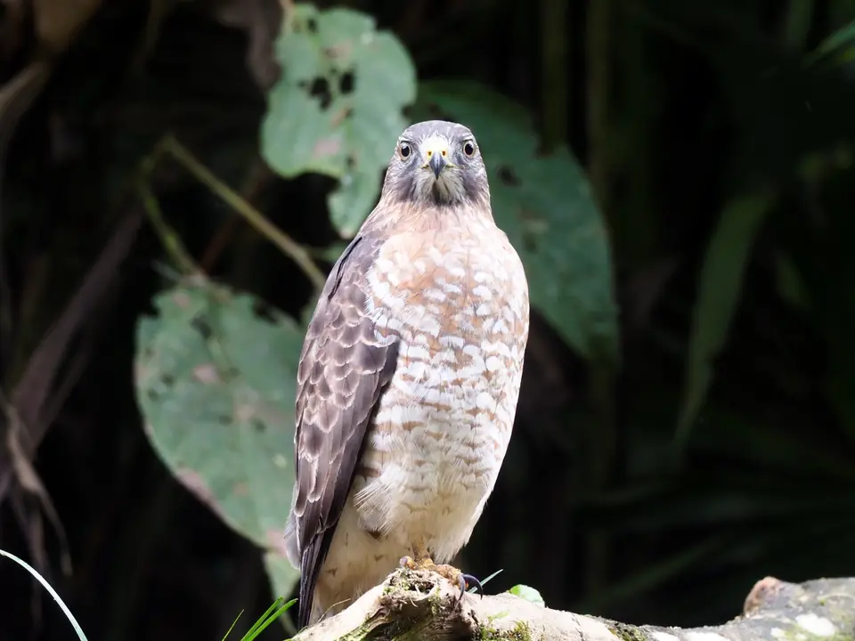 041CostaRicaNov2021LaFortuna-Broad-wingedHawk.JPG