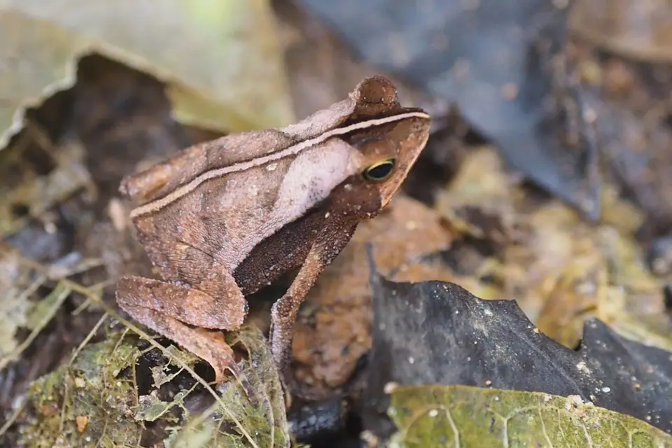 044EcuadorNov2023-YasuniNP-Frosch.JPG