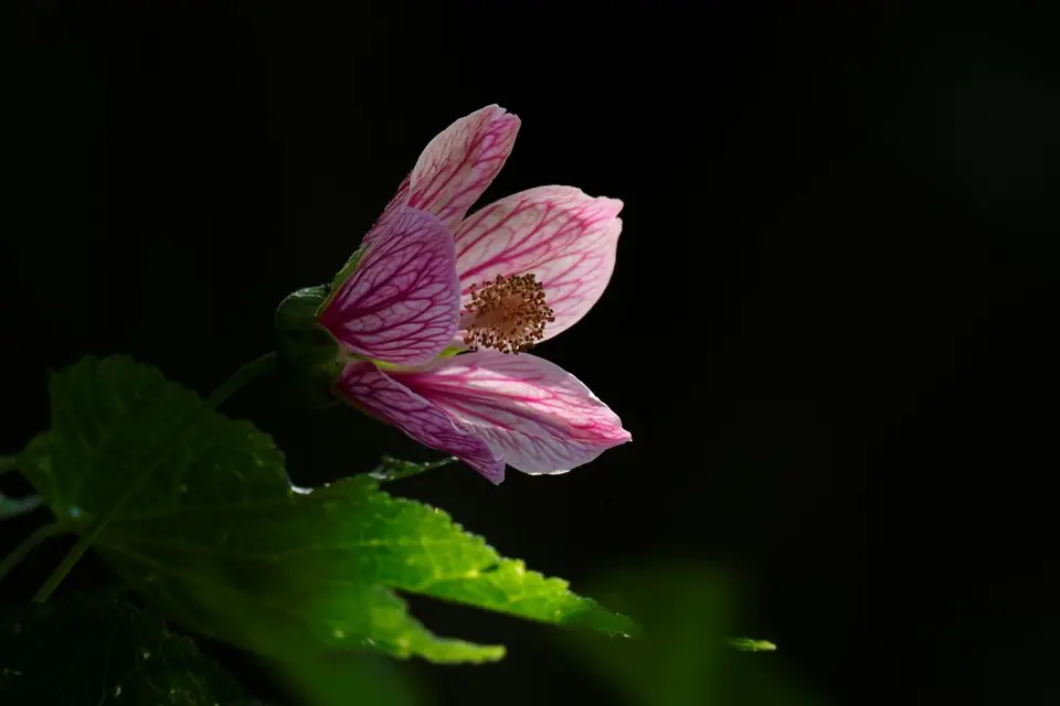 044EquadorNov2023-HaciendaJimenita-Blüte.JPG