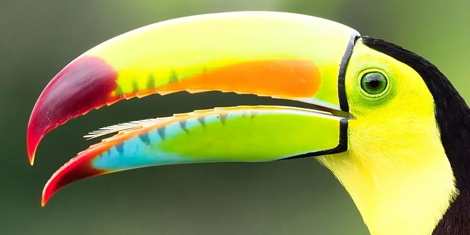 046CostaRicaNov2021BocaTapadaLagunadelLargatoLodge-keel-billedtoucanFischer-Tukan.JPG