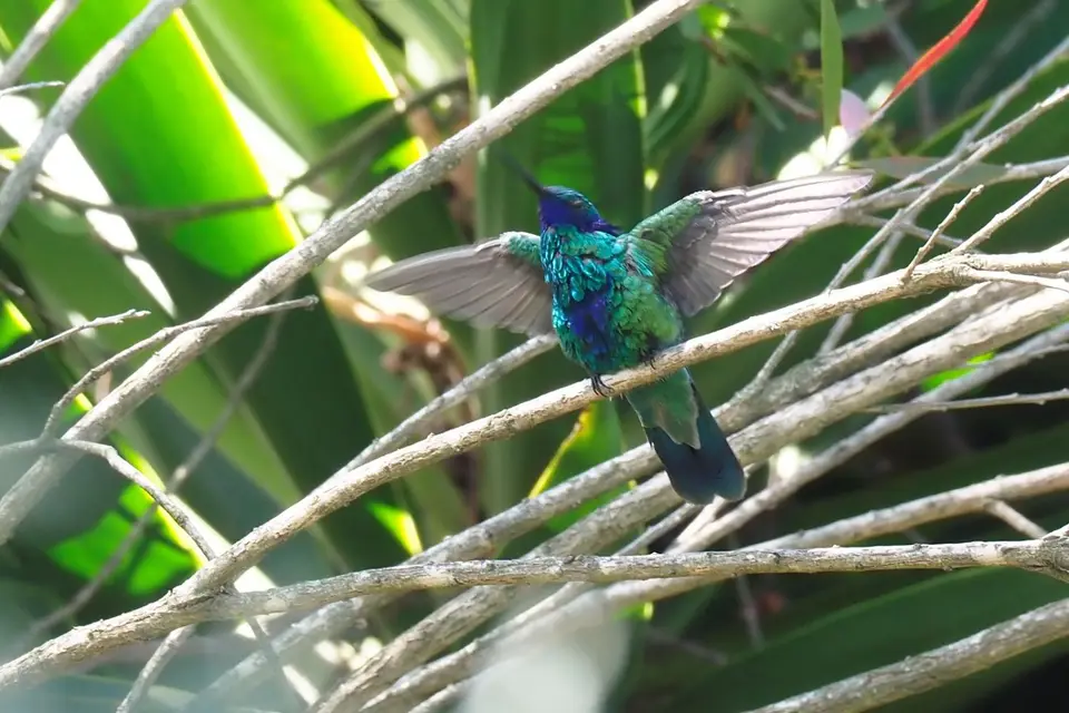 046EquadorNov2023-HaciendaJimenita-SparklingVioletear.JPG