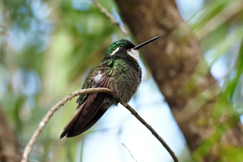 046QuetzalesNPSavegreHotel-white-throatedmountaingem.JPG