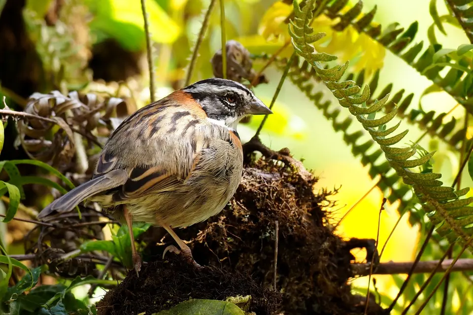 048QuetzalesNPSavegreHotel-rufous-collaredsparrowMorgenammer.JPG