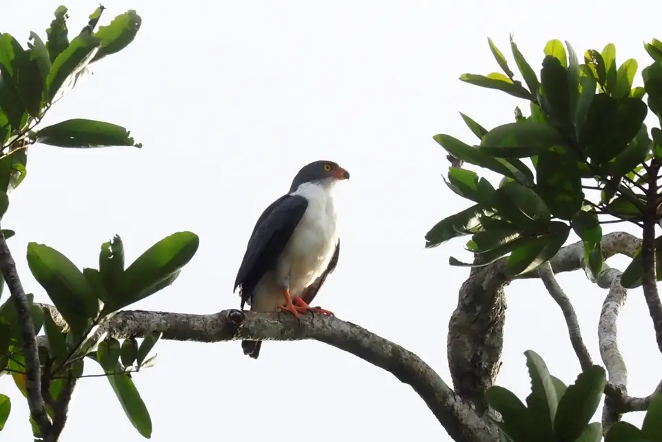 049CostaRicaNov2021TortugueroNPevtlSemi-plumbeoushawk.JPG