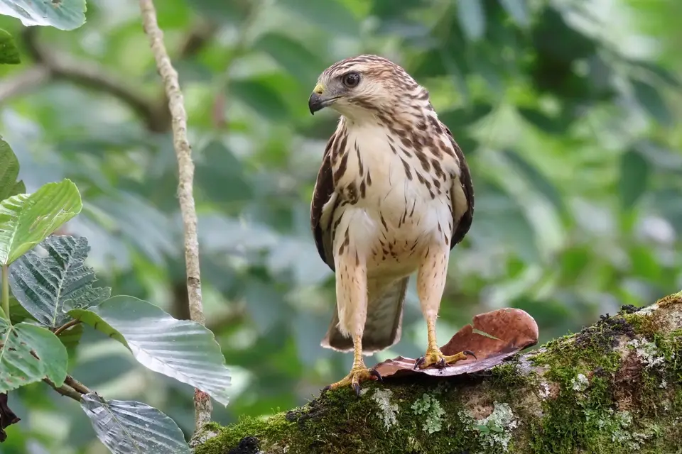 054CostaRicaDez2021Orosi-TalCasonadelCafetal-Broad-wingedhawkBreitflügelbussard.JPG