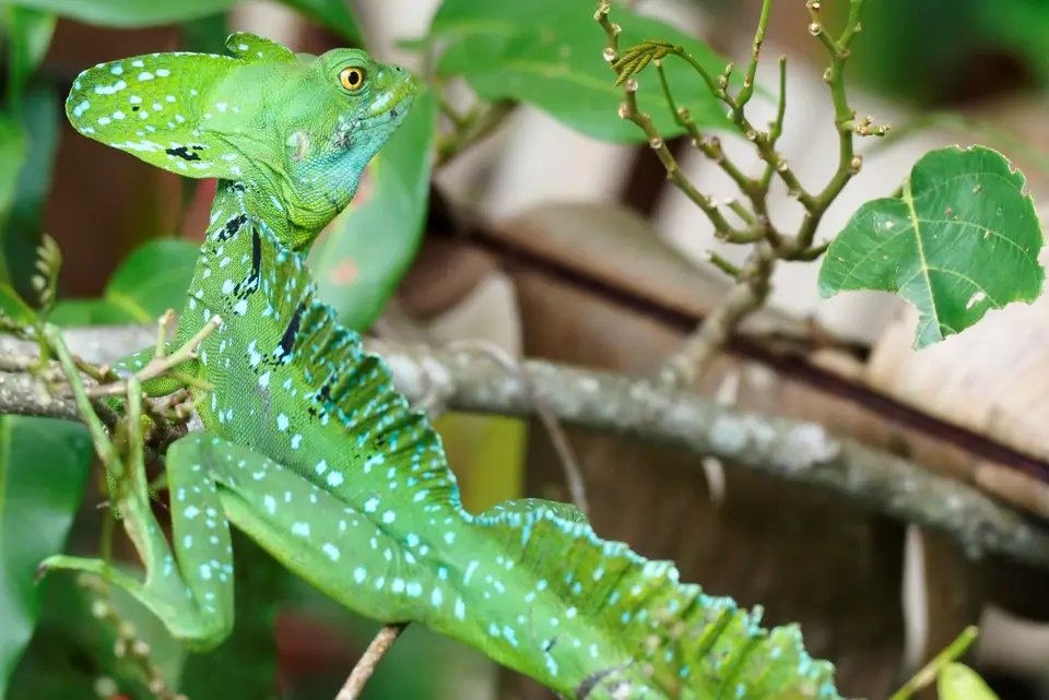 055CostaRicaNov2021TortugueroNPGrünerBasilisk.JPG
