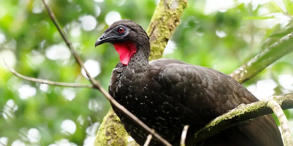 058CostaRicaNov2021LaFortuna-CrestedGuanRostbauchguan.JPG