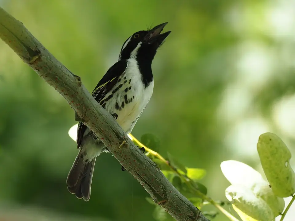 060TansaniaNov2020KijongoBayBeachResort-Spot-flankedBarbetDiadem-Bartvogel.JPG