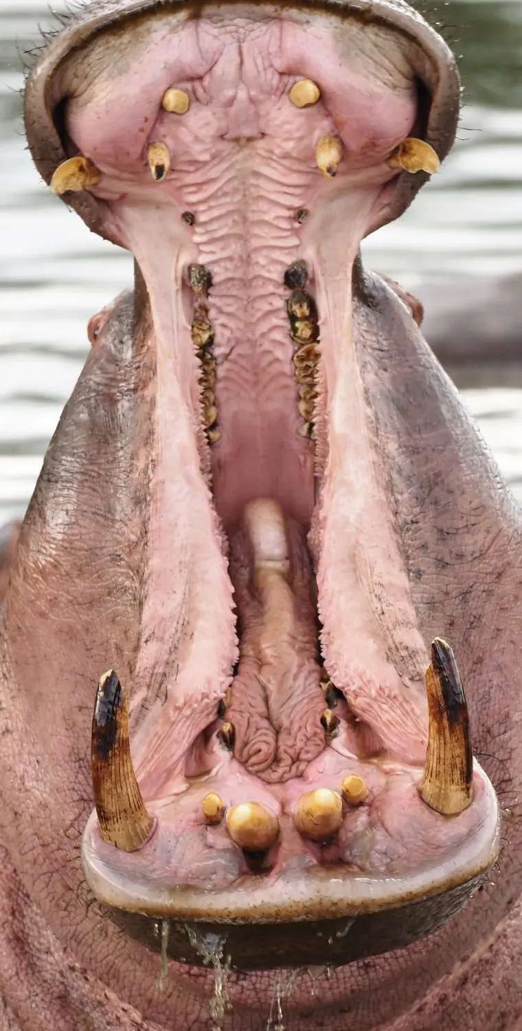 062TansaniaNov2020Serengeti-Hippo-2.JPG
