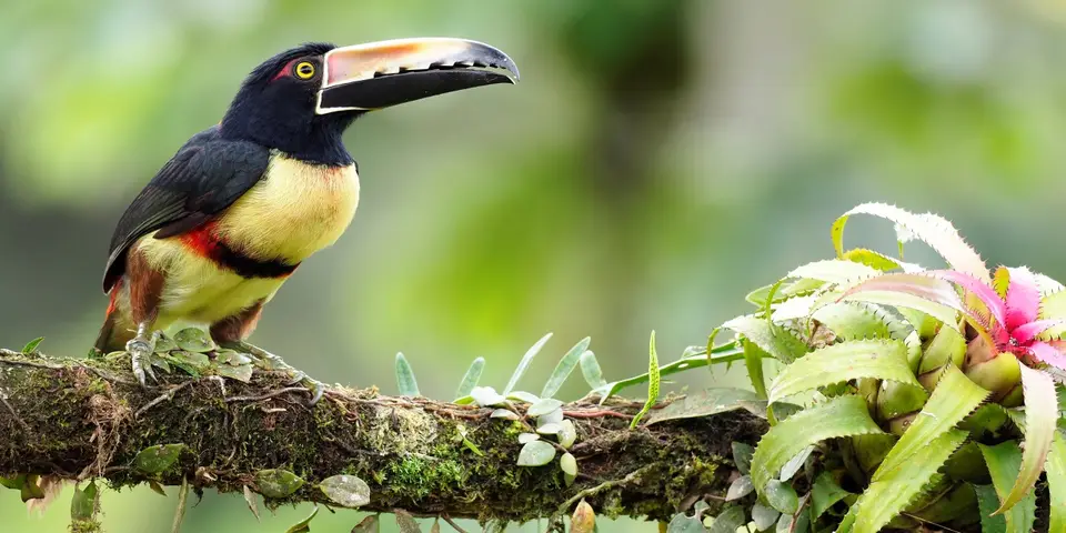 064CostaRicaNov2021BocaTapadaLagunadelLargatoLodge-CollaredAracariHalsbandarassari.JPG
