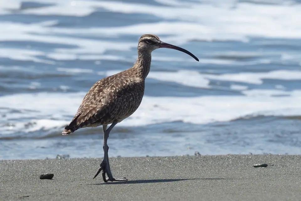 065CostaRicaDez2021CorcovadoNPLagunaVistaVillas-WhimbrelRegenbrachvogel.JPG