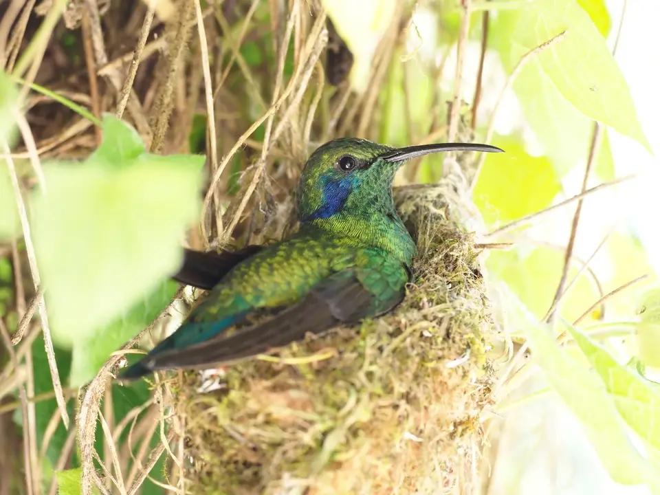 065QuetzalesNPSavegreHotel-greenviolet-ear.JPG