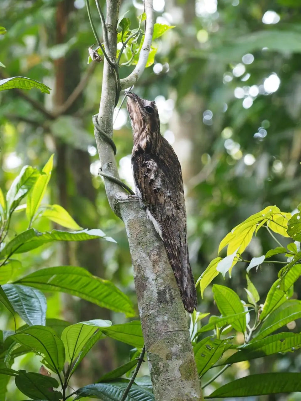 067EcuadorNov2023-YasuniNP-CommonPotoo.JPG