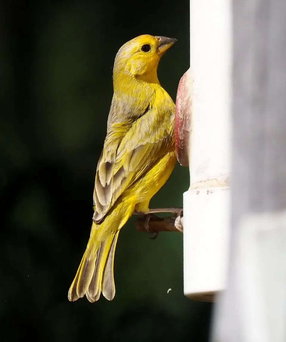 067EquadorNov2023-HaciendaJimenita-grasslandyellowfinch.JPG