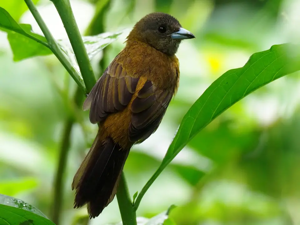 068CostaRicaNov2021LaFortuna-PasseriniTanagerfemale.JPG
