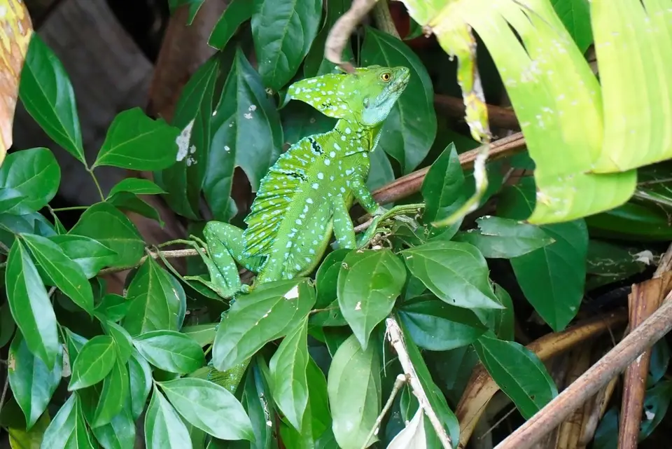 068CostaRicaNov2021TortugueroNPGrünerBasilisk.JPG