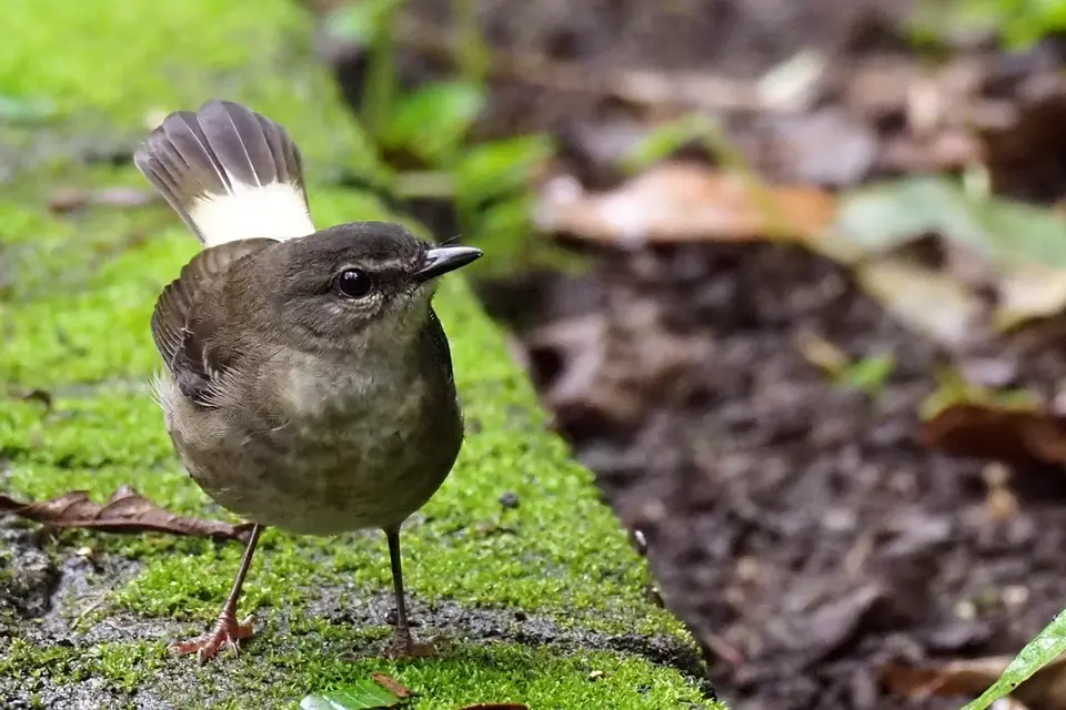 069CostaRicaNov2021LaFortuna-Buff-rumpedWarblerSchätzerwaldsänger.JPG