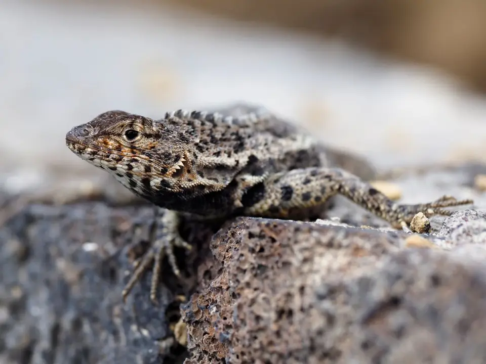 070EquadorNov2023-GalapagosIsabela-Lavaechse.JPG