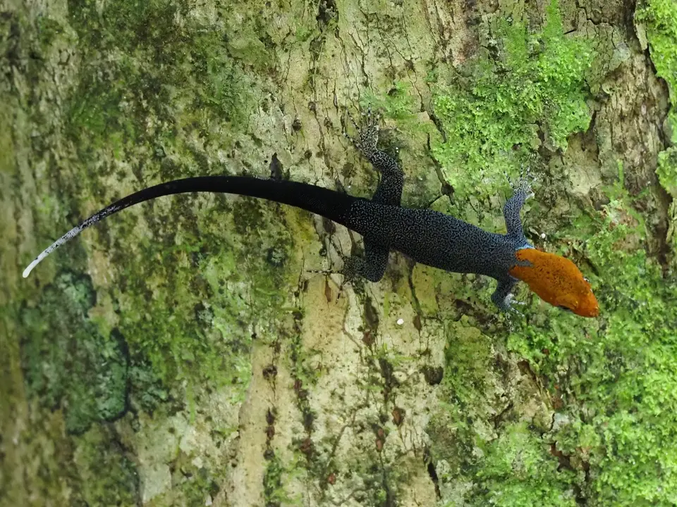 074CostaRica2021Dominical-yello-headedgecko.JPG
