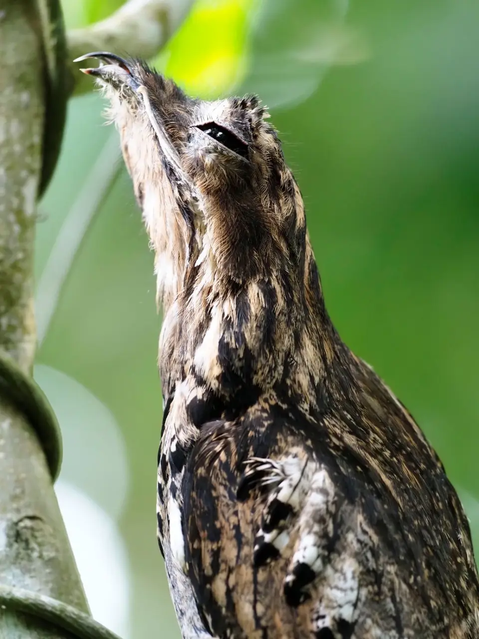 074EcuadorNov2023-YasuniNP-CommonPotoo.JPG