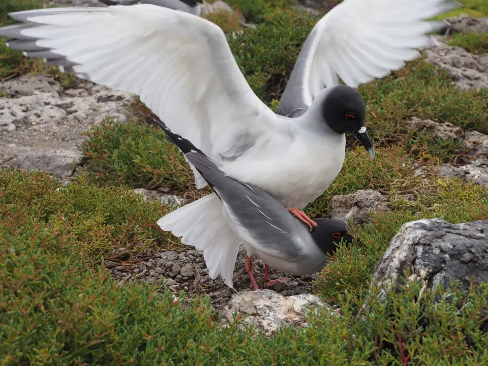 075EquadorNov2023-GalapagosSantaCruz-swallow-tailedgull.JPG