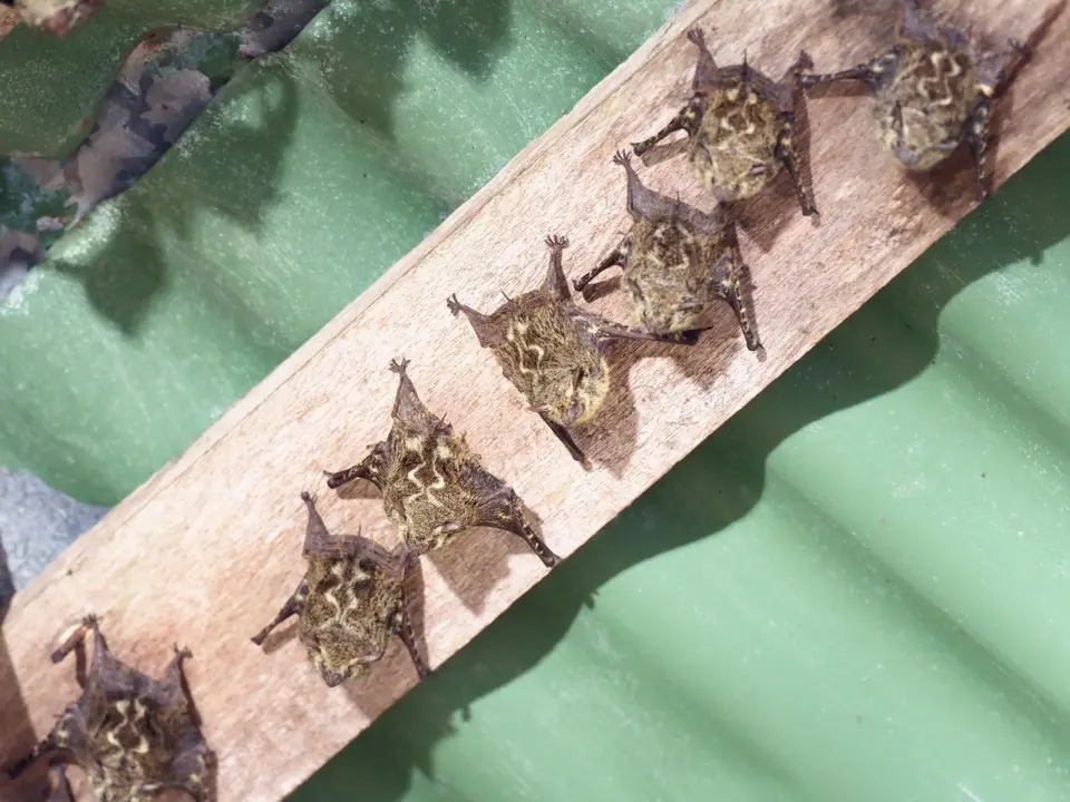 078CostaRicaNov2021TortugueroNPProboscisBat.JPG