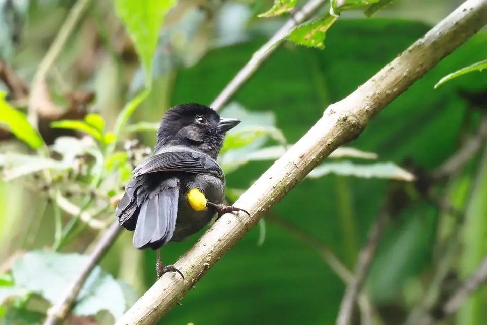 078QuetzalesNPSavegreHotel-yellow-thightedbrushfinch-Gelbschenkel-Buschammer.JPG