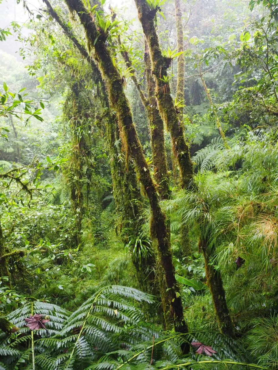 07CostaRicaDez2021Monteverde-CanopywalkimSelvaturaPark.JPG