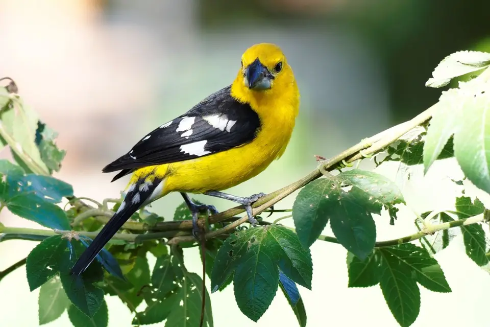 084EquadorNov2023-HaciendaJimenita-Southernyellowgrossbeak.JPG