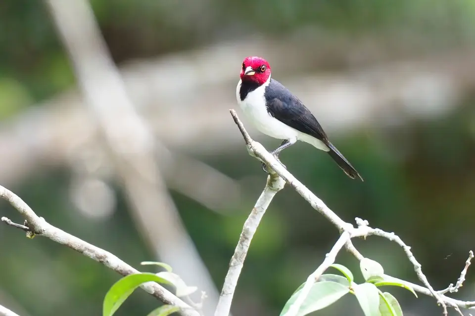 086EcuadorNov2023-YasuniNP-Red-cappedCardinal.JPG