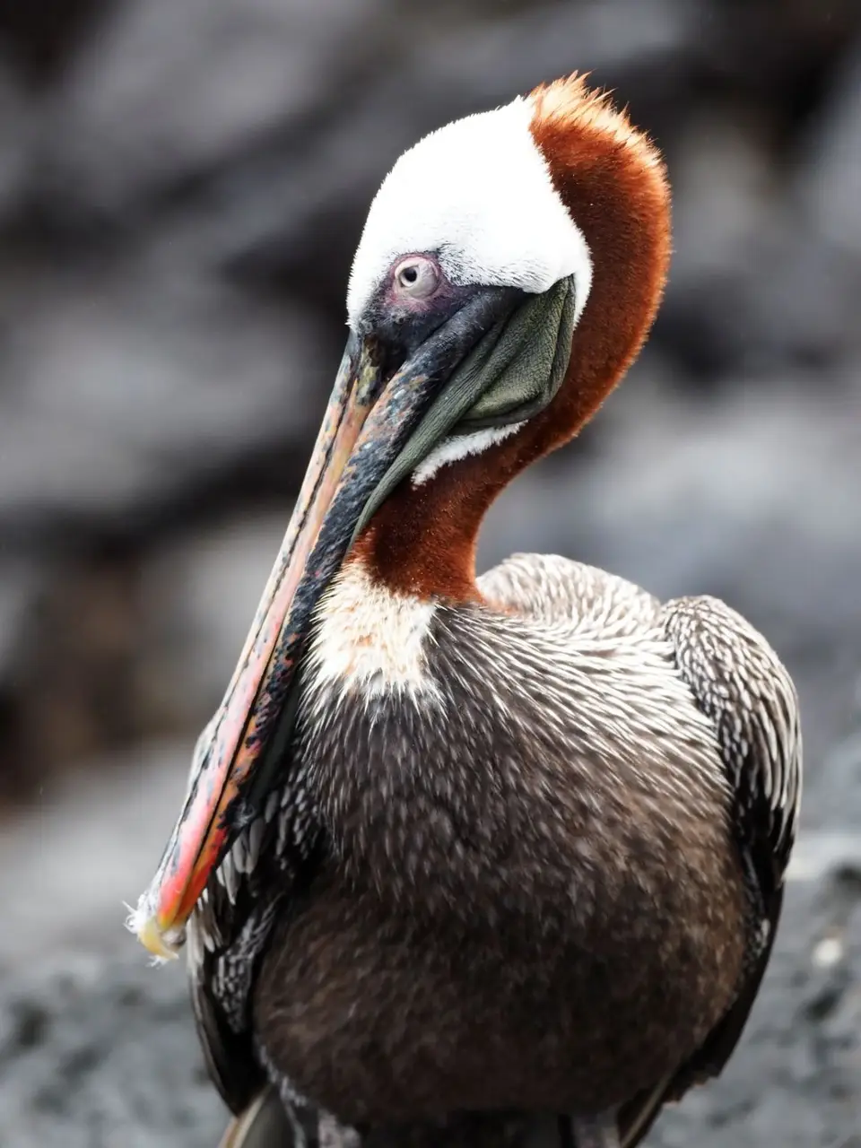 088EquadorNov2023-GalapagosSanCristobal-BrownPelican.JPG