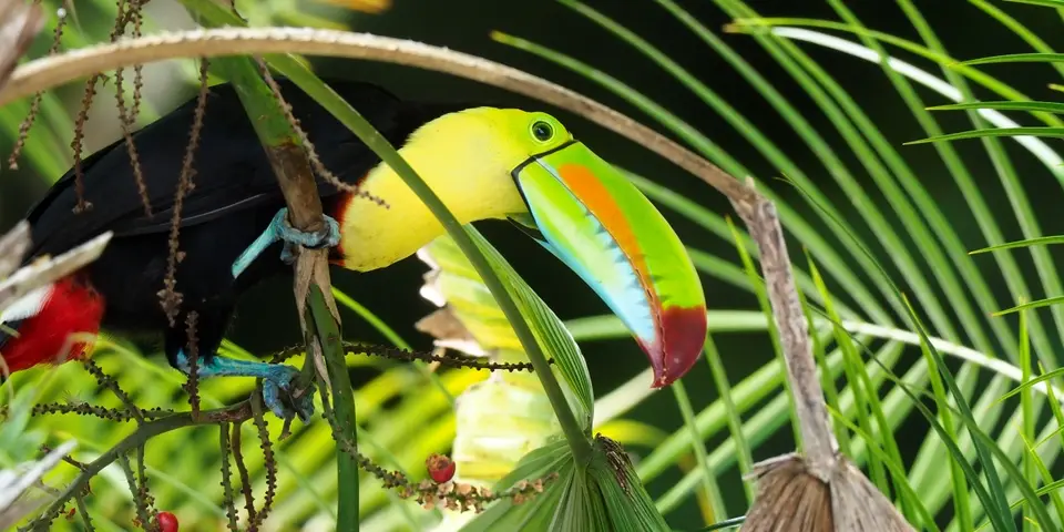 089CostaRicaNov2021TortugueroNP-Keel-billedtucanFischertukan.JPG