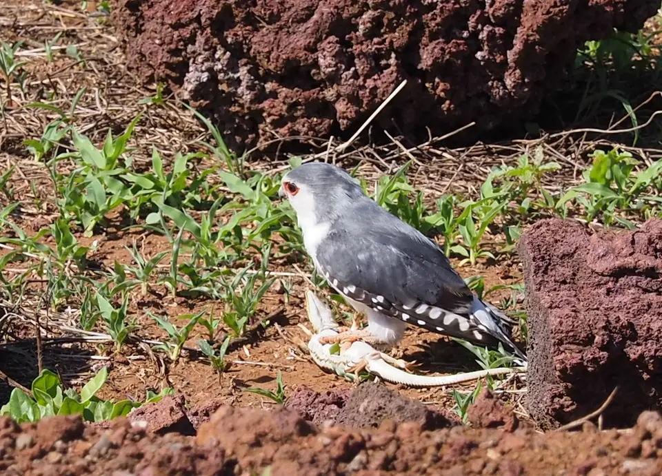 090TansaniaNov2020WestKilimanjaro-AfricanPygmyFalcon.JPG