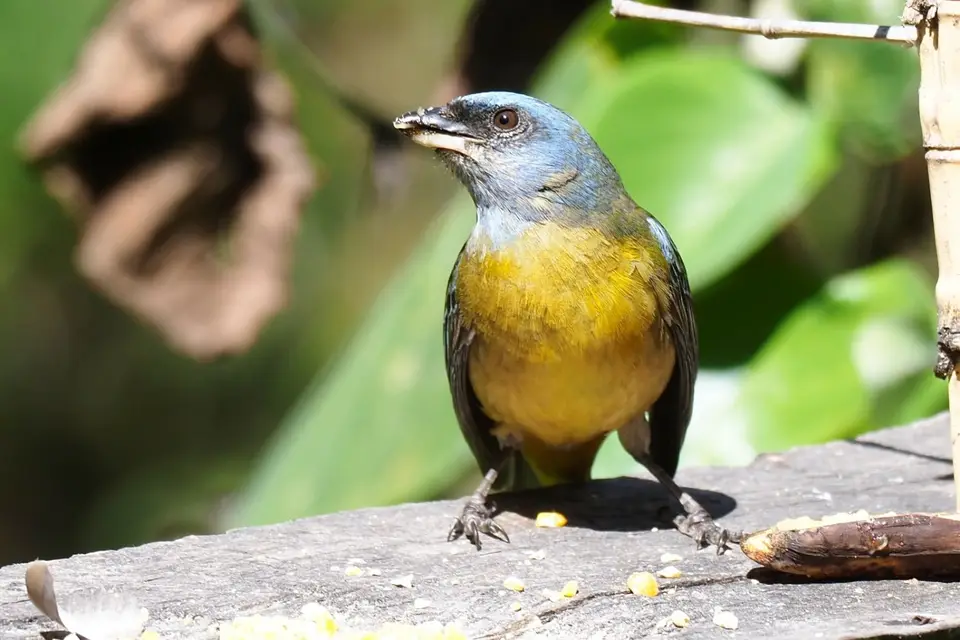 098EquadorNov2023-HaciendaJimenita-BlueandYellowTanager.JPG