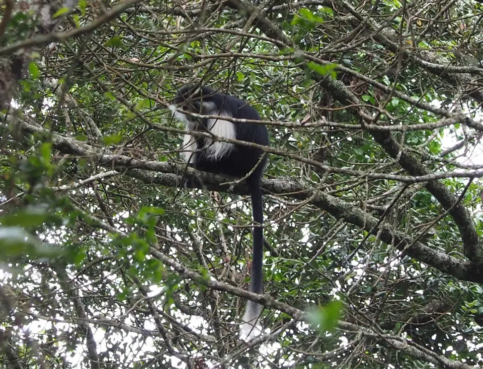 099TansaniaNov2020UsambaraGebirge-AusflugindenRegenwald-ColobusMonkey.JPG