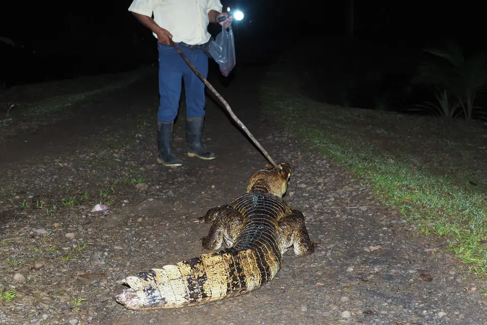 104CostaRicaNov2021BocaTapadaLagunadelLargatoLodge-KaimantourzurLaguna.JPG