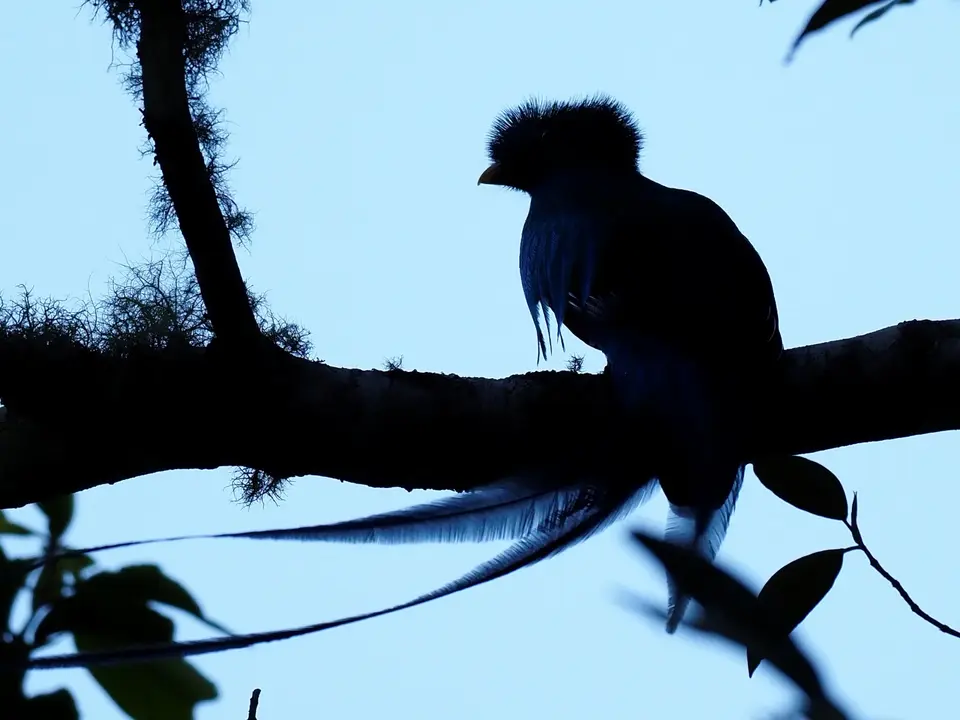 104QuetzalesNPSavegreHotel-Quetzal.JPG