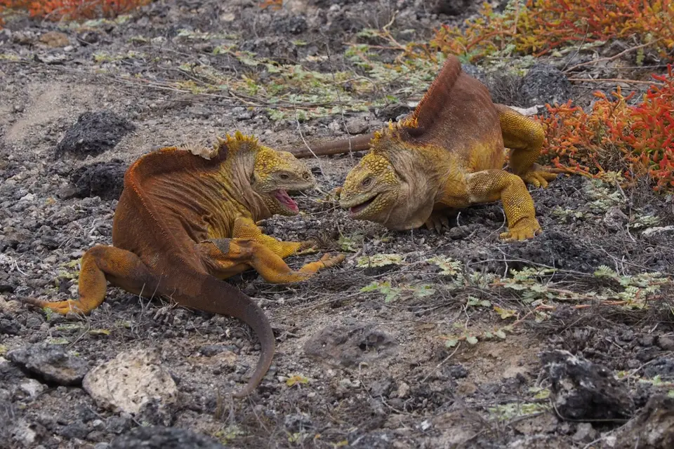 105EquadorNov2023-GalapagosSantaCruz-Landechse.JPG