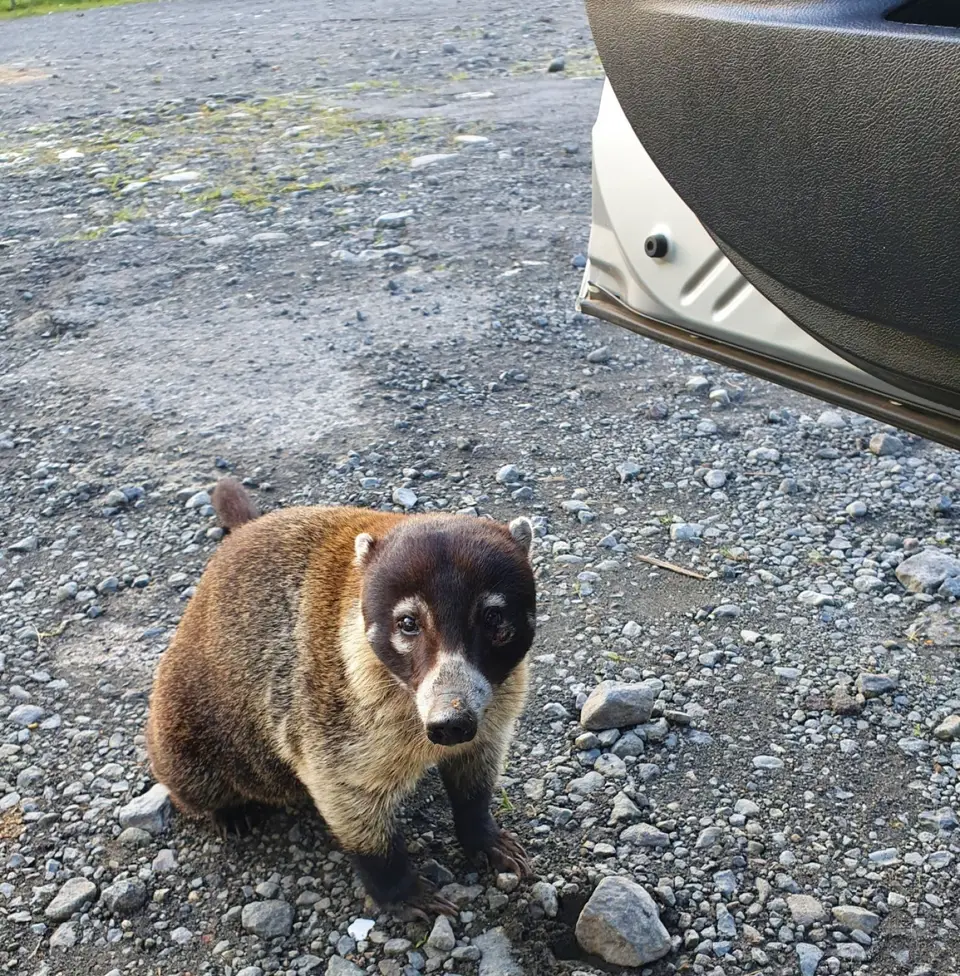 108CostaRicaNov2021LaFortuna-White-nosedCoatiNasenbär.jpg