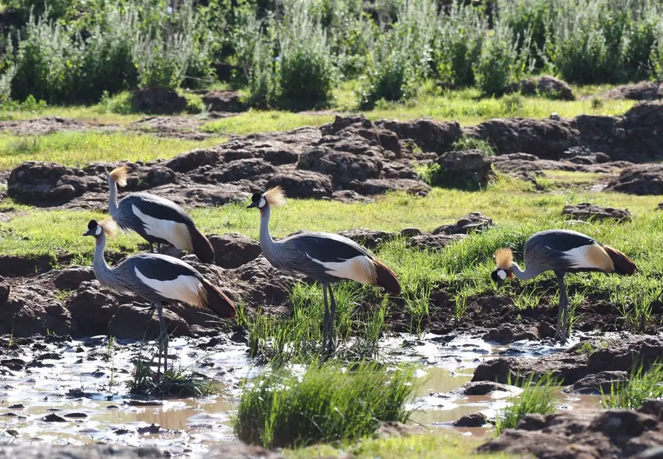 108TansaniaNov2020WestKilimanjaroCrownedCrane.JPG