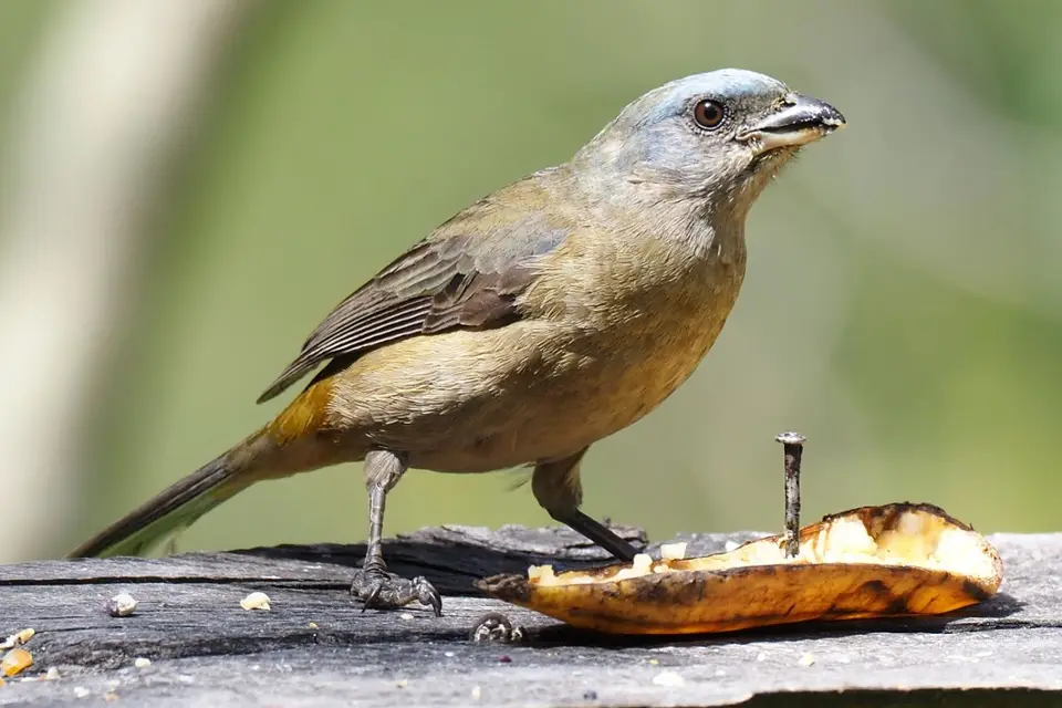 111EquadorNov2023-HaciendaJimenita-blueandyellowtanager.JPG