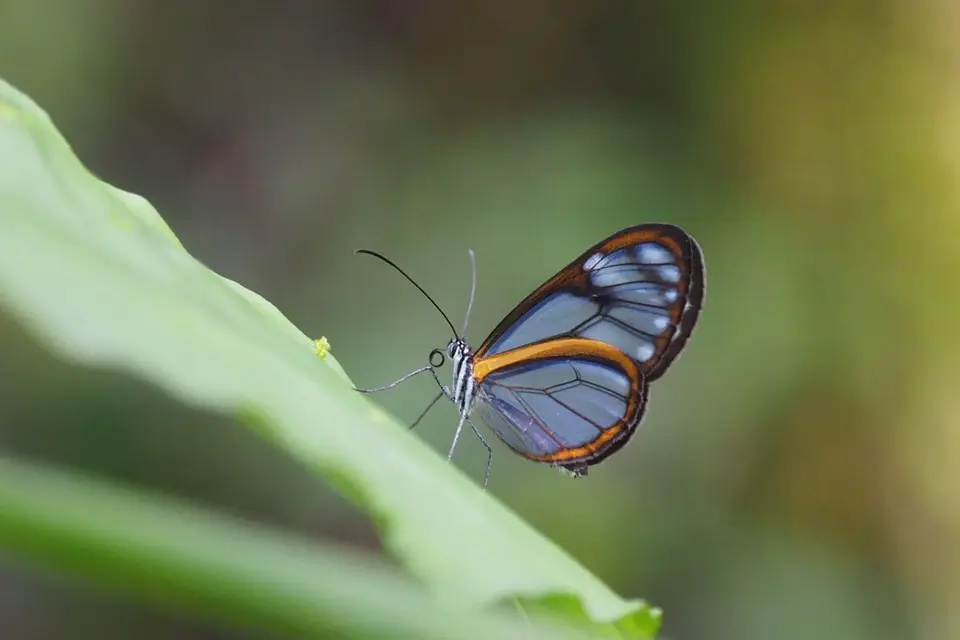 117EcuadorNov2023-Maquipucuna-Glasflügelfalter.JPG
