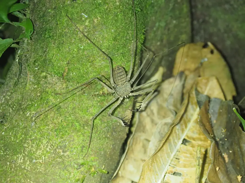 119EcuadorNov2023-YasuniNP-Geisselspinne.JPG
