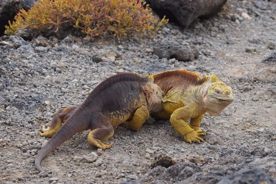 121EquadorNov2023-GalapagosSantaCruz-Landechse.JPG