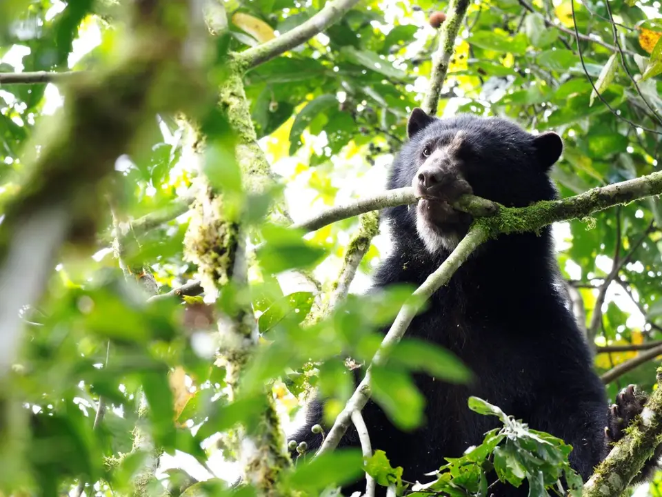 130EcuadorNov2023-Maquipucuna-Brillenbär.JPG